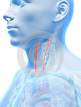 Highlighted carotid artery