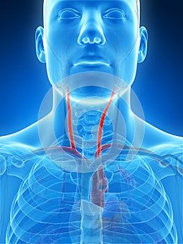 Highlighted carotid artery