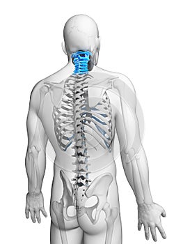 Highlighted cervical spine