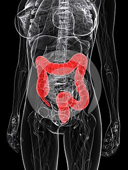 Highlighted colon