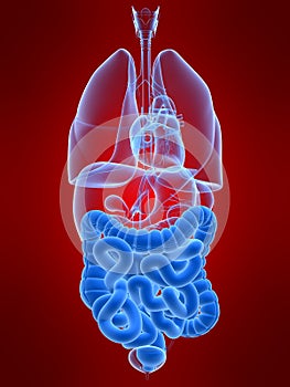 Highlighted colon and intestines