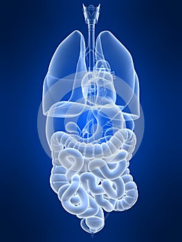 Highlighted colon and intestines