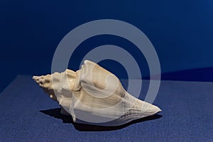 Highlighted conch shell on blue background