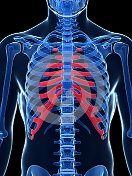 Highlighted costal cartilage photo