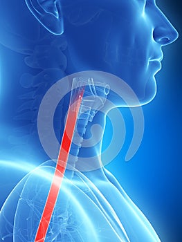 Highlighted esophagus