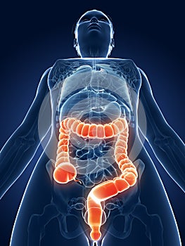 Highlighted female colon