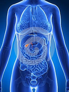 Highlighted female gallbladder
