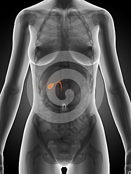 Highlighted female gallbladder