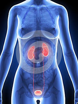 Highlighted female kidney