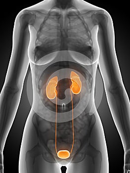 Highlighted female kidney