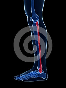 Highlighted fibula bone