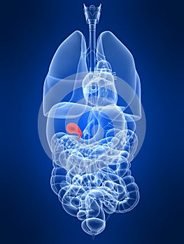 Highlighted gall bladder