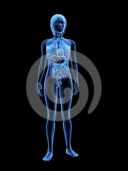 Highlighted gallbladder