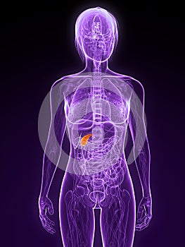 Highlighted gallbladder