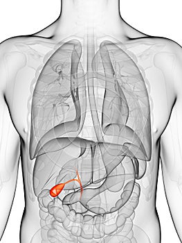 Highlighted gallbladder