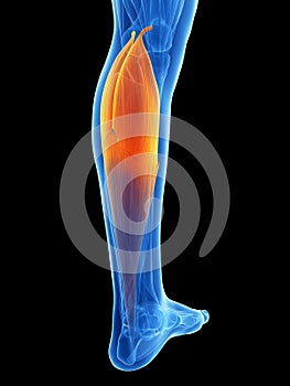 Highlighted gastrocnemius