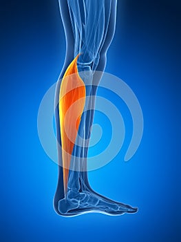 Highlighted gastrocnemius