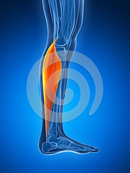 Highlighted gastrocnemius photo