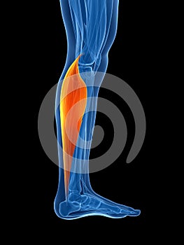 Highlighted gastrocnemius