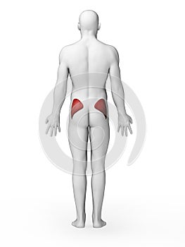 Highlighted gluteus maximus