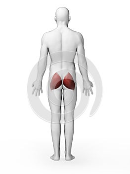 Highlighted gluteus maximus