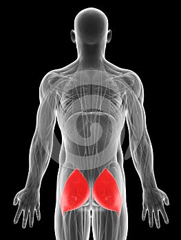 Highlighted gluteus maximus