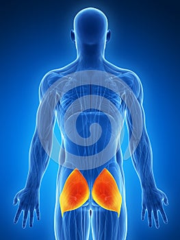 Highlighted gluteus maximus