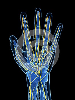 Highlighted human hand nerves