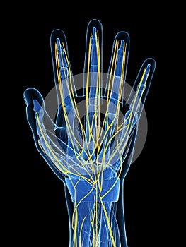 Highlighted human hand nerves photo
