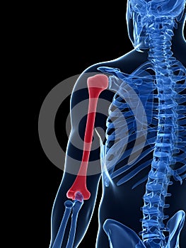 Highlighted humerus bone