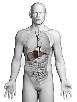 Highlighted iliocostalis