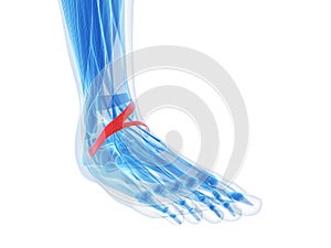 Highlighted inferior extensor retinaculum