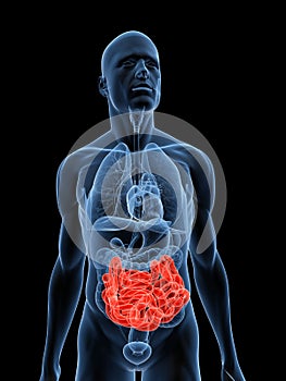 Highlighted intestines