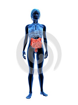 Highlighted intestines