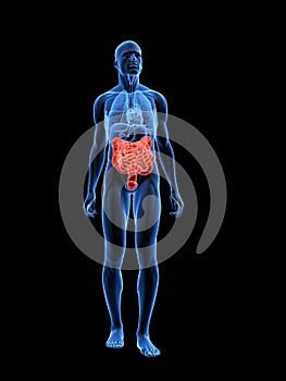 Highlighted intestines