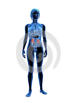 Highlighted kidneys