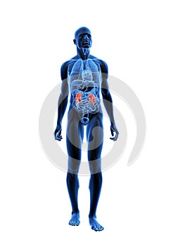 Highlighted kidneys