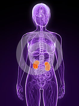 Highlighted kidneys