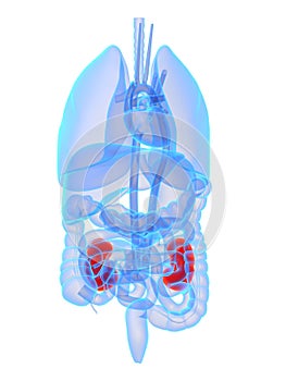 Highlighted kidneys