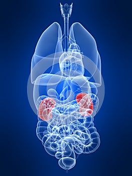 Highlighted kidneys