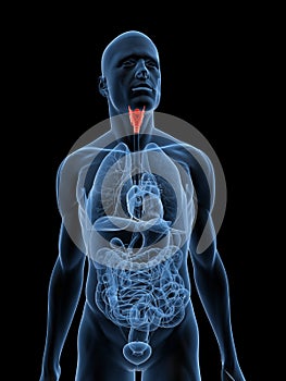 Highlighted larynx