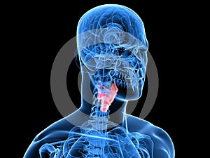 Highlighted larynx