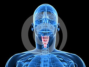 Highlighted larynx photo