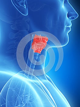 Highlighted larynx anatomy photo