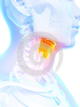 Highlighted larynx photo