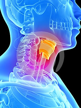 Highlighted larynx photo