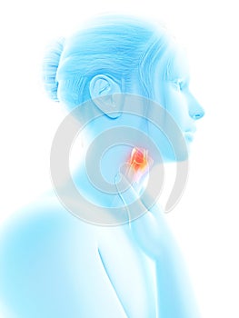 Highlighted larynx photo