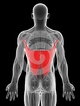 Highlighted latissimus