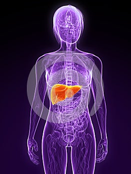 Highlighted liver