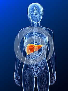 Highlighted liver